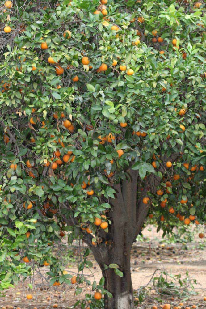            Habit (Riverside, CA)   